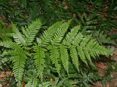 Dryopteris formosana, photographed by Jacy Chen