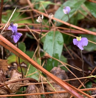 Burmannia biflora, photographed by agjackson1