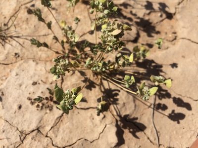 Drymaria pachyphylla, photographed by Cecelia Alexander