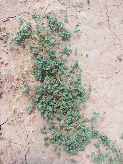 Drymaria pachyphylla, photographed by Cecelia Alexander