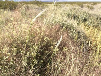 Digitaria californica, photographed by Cecelia Alexander