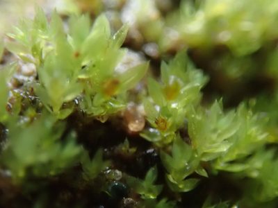 Epipterygium biauritum, photographed by Randal