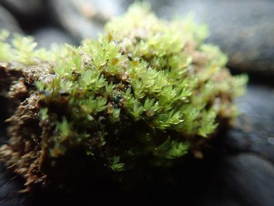 Epipterygium biauritum, photographed by Randal