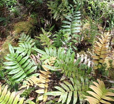 Parablechnum wattsii, photographed by corunastylis