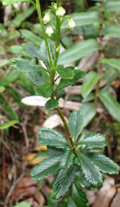 Tetracarpaea tasmannica, photographed by corunastylis