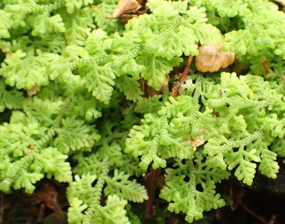 Trichocolea mollissima, photographed by corunastylis