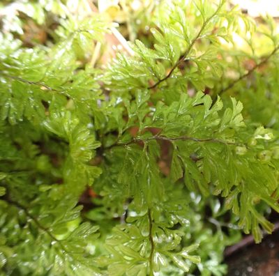 Hymenophyllum cupressiforme, photographed by corunastylis