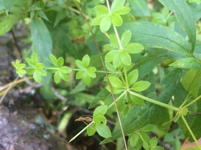 Galium asprellum, photographed by Étienne Lacroix-Carignan