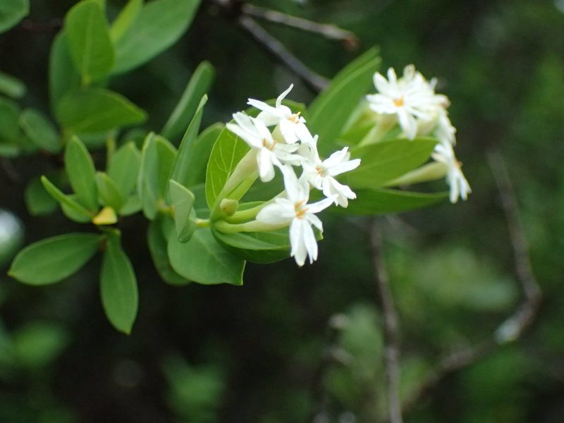 Englerodaphne subcordata, photographed by Mahomed Desai