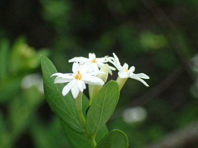 Englerodaphne subcordata, photographed by Mahomed Desai