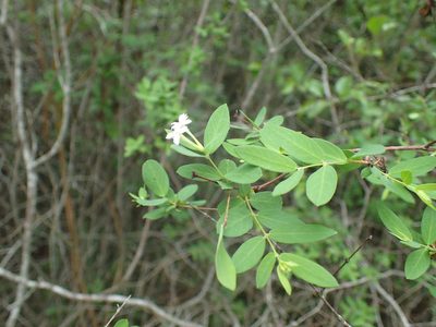 Englerodaphne subcordata, photographed by Mahomed Desai