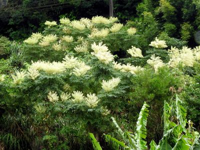 Aralia bipinnata, photographed by Jacy Chen