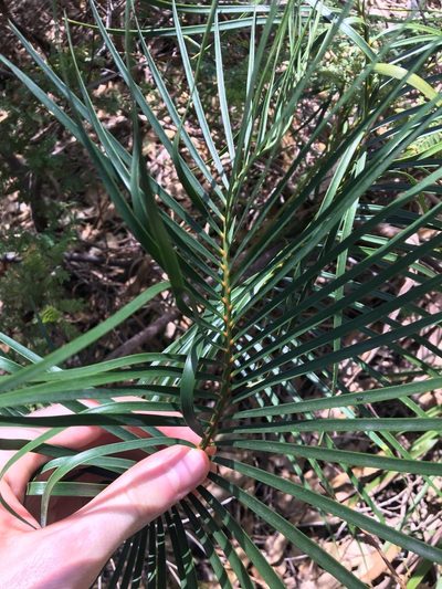 Macrozamia spiralis, photographed by Thomas Mesaglio