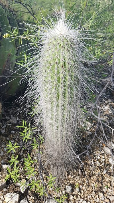 Cephalocereus columna-trajani, photographed by Martín Sánchez Vilchis