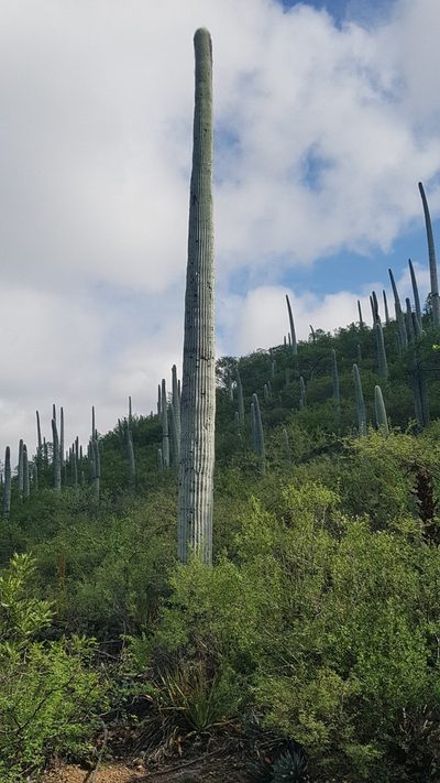 Cephalocereus columna-trajani, photographed by Martín Sánchez Vilchis