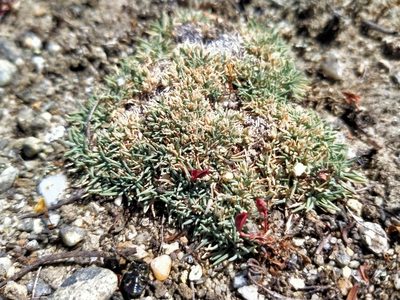 Agrostis muscosa, photographed by John Barkla