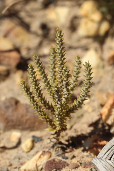 Chenopodiopsis hirta, photographed by Cecile Roux