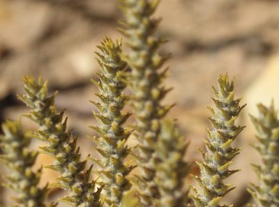 Chenopodiopsis hirta, photographed by Cecile Roux