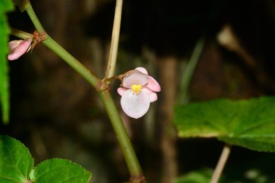 Begonia dipetala, photographed by S.MORE