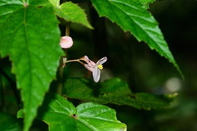 Begonia dipetala, photographed by S.MORE