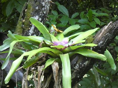 Neoregelia concentrica, photographed by Jean-Paul Boerekamps