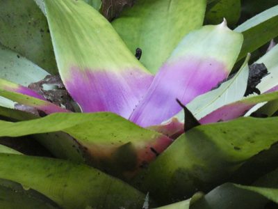 Neoregelia concentrica, photographed by Jean-Paul Boerekamps