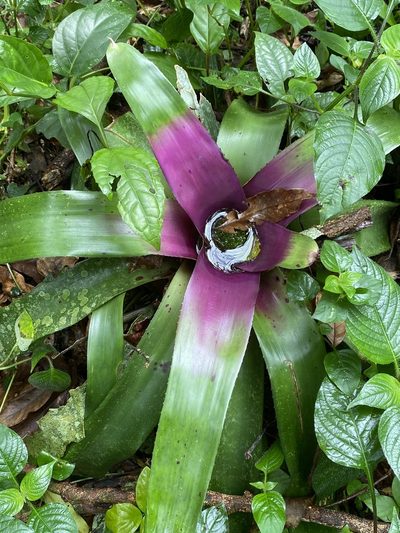 Neoregelia concentrica, photographed by Jean-Paul Boerekamps