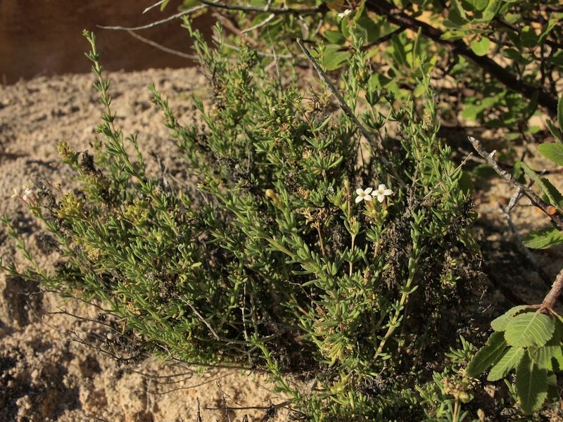Stenotis mucronata, photographed by Jim Morefield