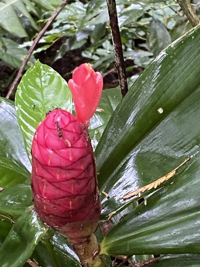 Costus spiralis, photographed by Jean-Paul Boerekamps