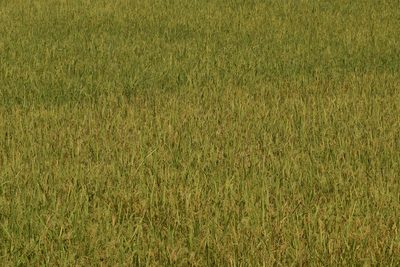 Oryza sativa, photographed by Rejoice Gassah