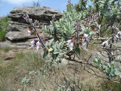 Syncolostemon incanus, photographed by Peter Warren
