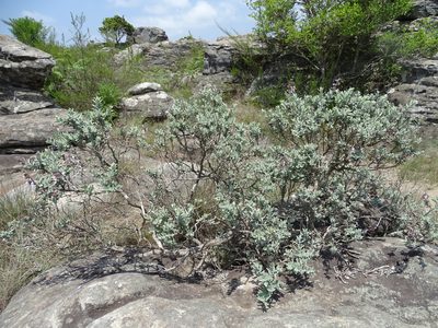 Syncolostemon incanus, photographed by Peter Warren