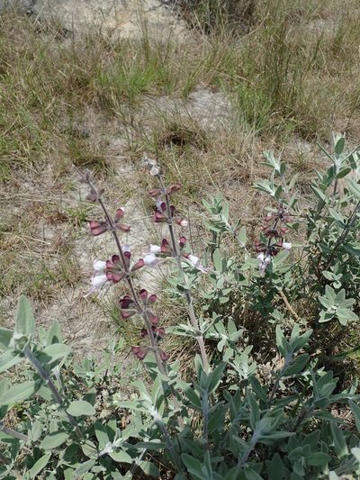 Syncolostemon incanus, photographed by Peter Warren