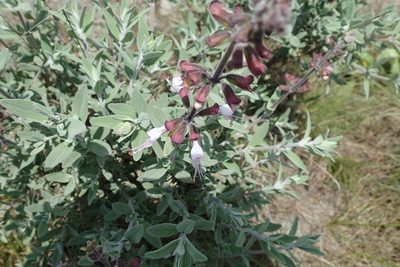 Syncolostemon incanus, photographed by Peter Warren