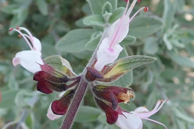 Syncolostemon incanus, photographed by Peter Warren
