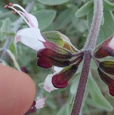 Syncolostemon incanus, photographed by Peter Warren