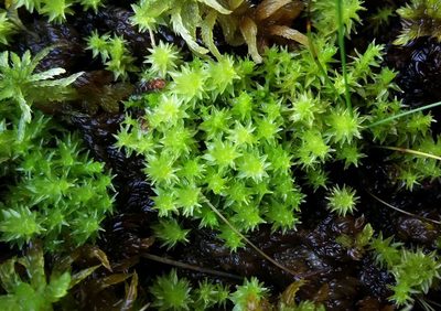 Diobelonella palustris, photographed by George Greiff