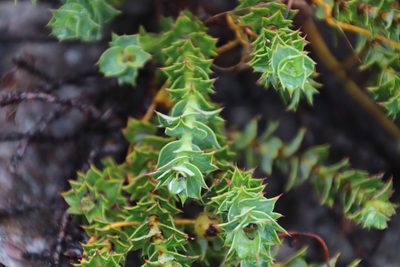 Cliffortia schlechteri, photographed by Tony Rebelo