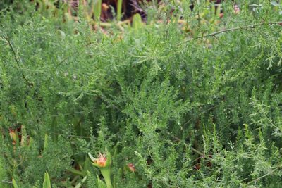 Asparagus africanus, photographed by Tony Rebelo