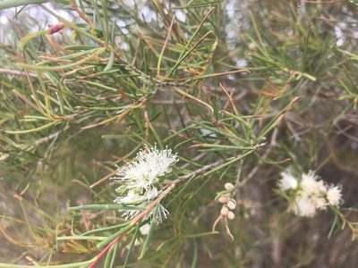 Melaleuca rhaphiophylla, photographed by Ann Bentley
