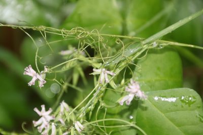 Cysticapnos cracca, photographed by Tony Rebelo