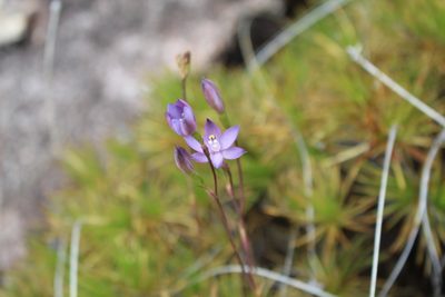 Thelymitra vulgaris, photographed by Em Lamond