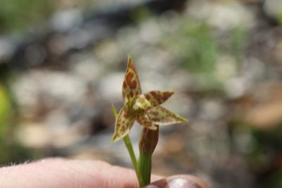 Thelymitra benthamiana, photographed by Em Lamond