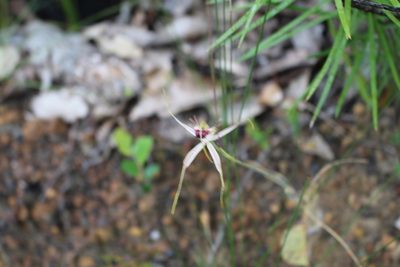 Caladenia brownii, photographed by Em Lamond