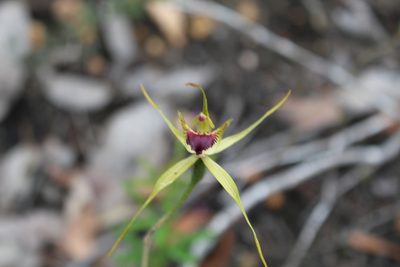 Caladenia brownii, photographed by Em Lamond