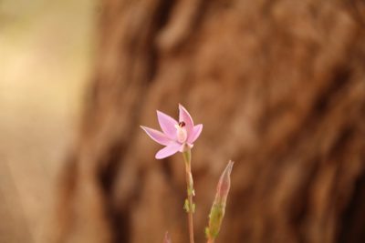 Thelymitra vulgaris, photographed by Em Lamond