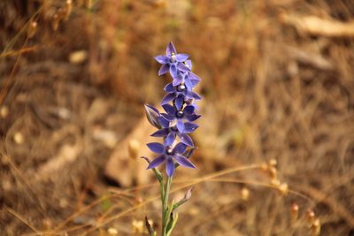 Thelymitra macrophylla, photographed by Em Lamond
