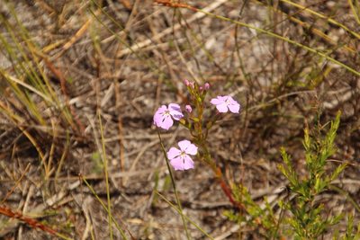 Isotoma hypocrateriformis, photographed by Em Lamond