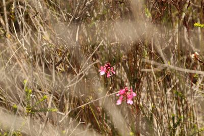 Stylidium squamosotuberosum, photographed by Em Lamond