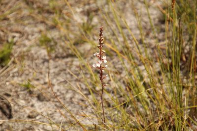 Stylidium diversifolium, photographed by Em Lamond